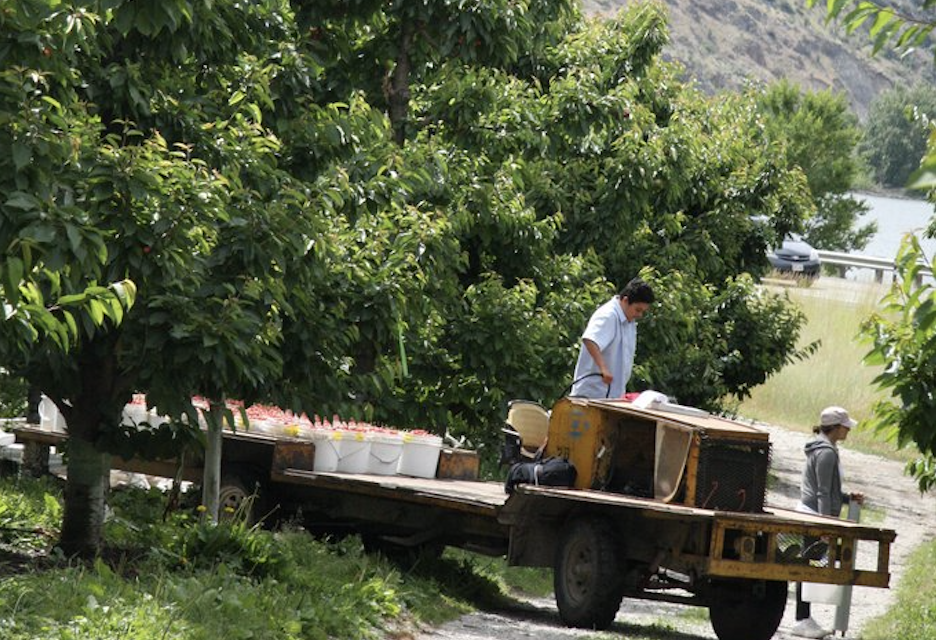 ニジヤマーケット】最高の品質を最高の状態でお届け！アメリカン